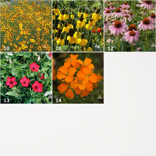 Garden Sprinkles | Wildflowers Seed Mix Potting Shed Creations, Ltd.