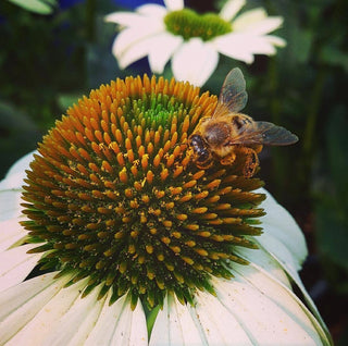 Garden Sprinkles | Honeybee Seed Mix