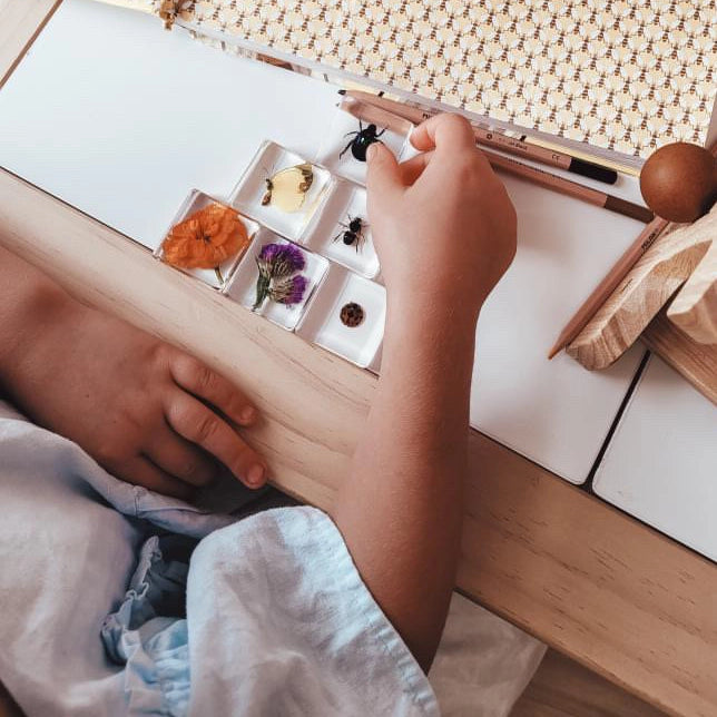 Pollinator Pals Bug Specimen Set Our Earth Life