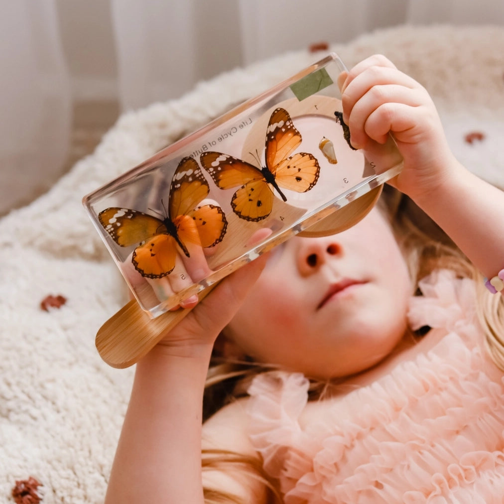 Butterfly Lifecycle Specimen Block Our Earth Life