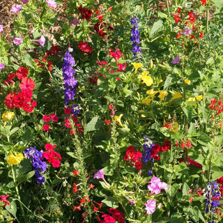 Garden Sprinkles | Hummingbird Seed Mix