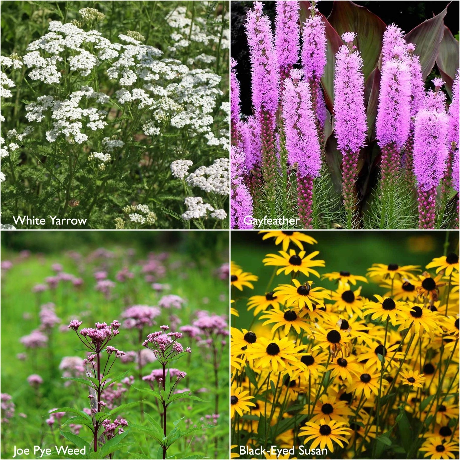 Garden Sprinkles | Monarch Milkweed Seed Mix Potting Shed Creations, Ltd.