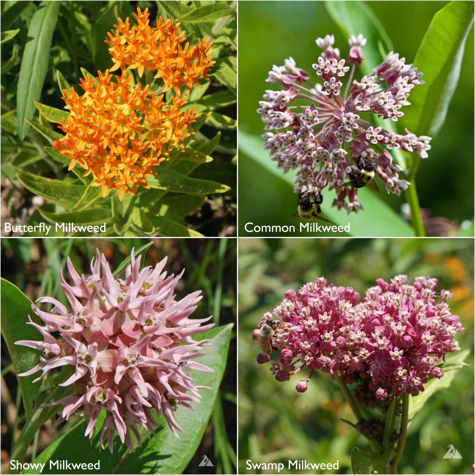 Garden Sprinkles | Monarch Milkweed Seed Mix Potting Shed Creations, Ltd.