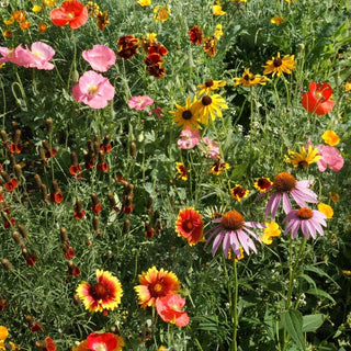 Garden Sprinkles | Wildflowers Seed Mix Potting Shed Creations, Ltd.