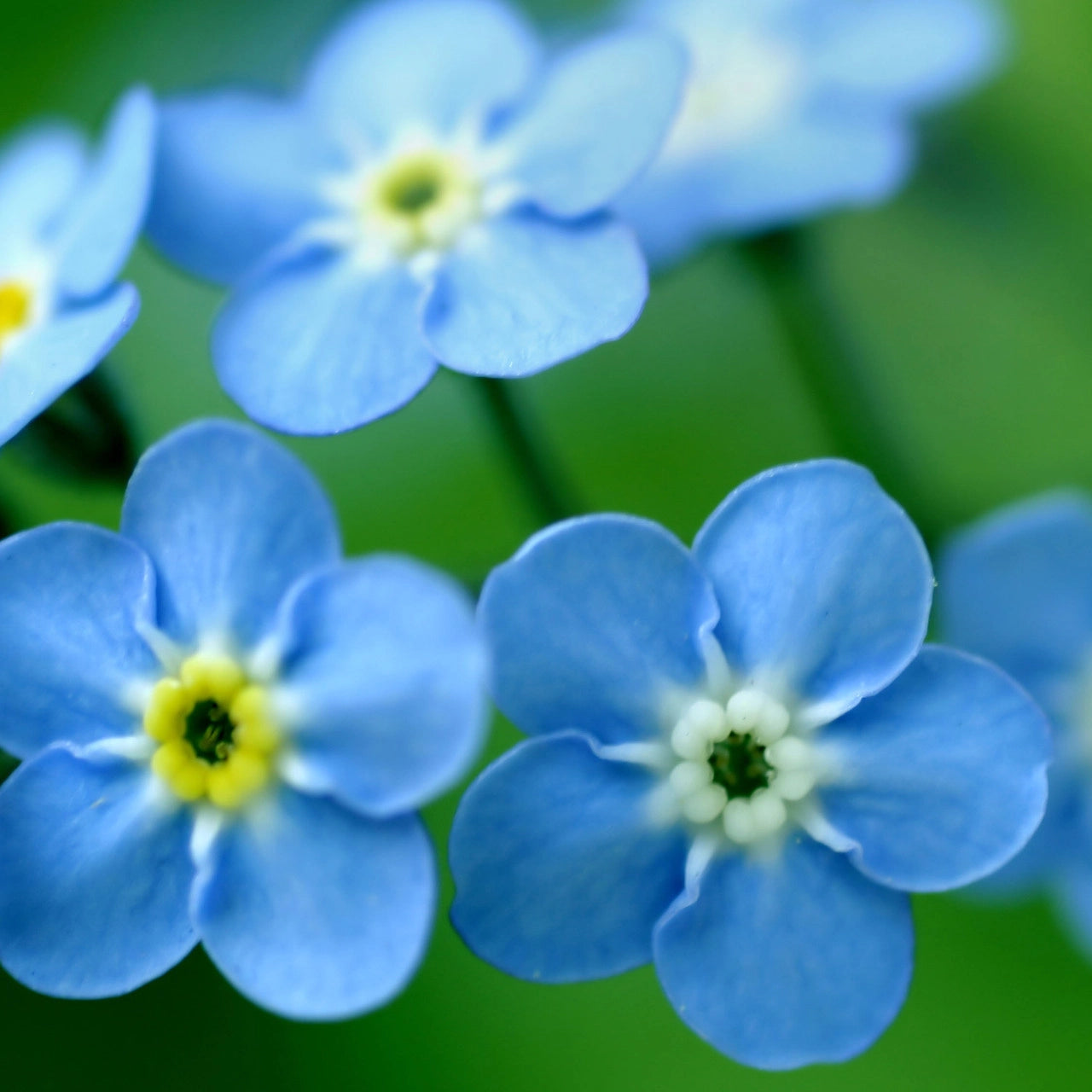Garden Sprinkles | Forget-Me-Not Potting Shed Creations, Ltd.