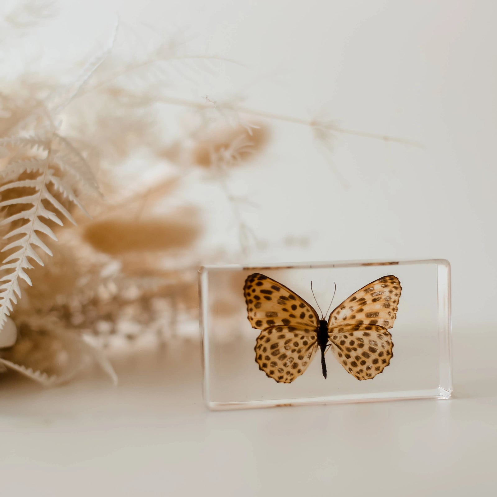 Leopard Butterfly Specimen