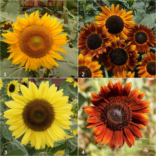 Garden Sprinkles | Sunflower
