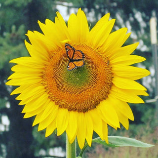 Garden Sprinkles | Sunflower