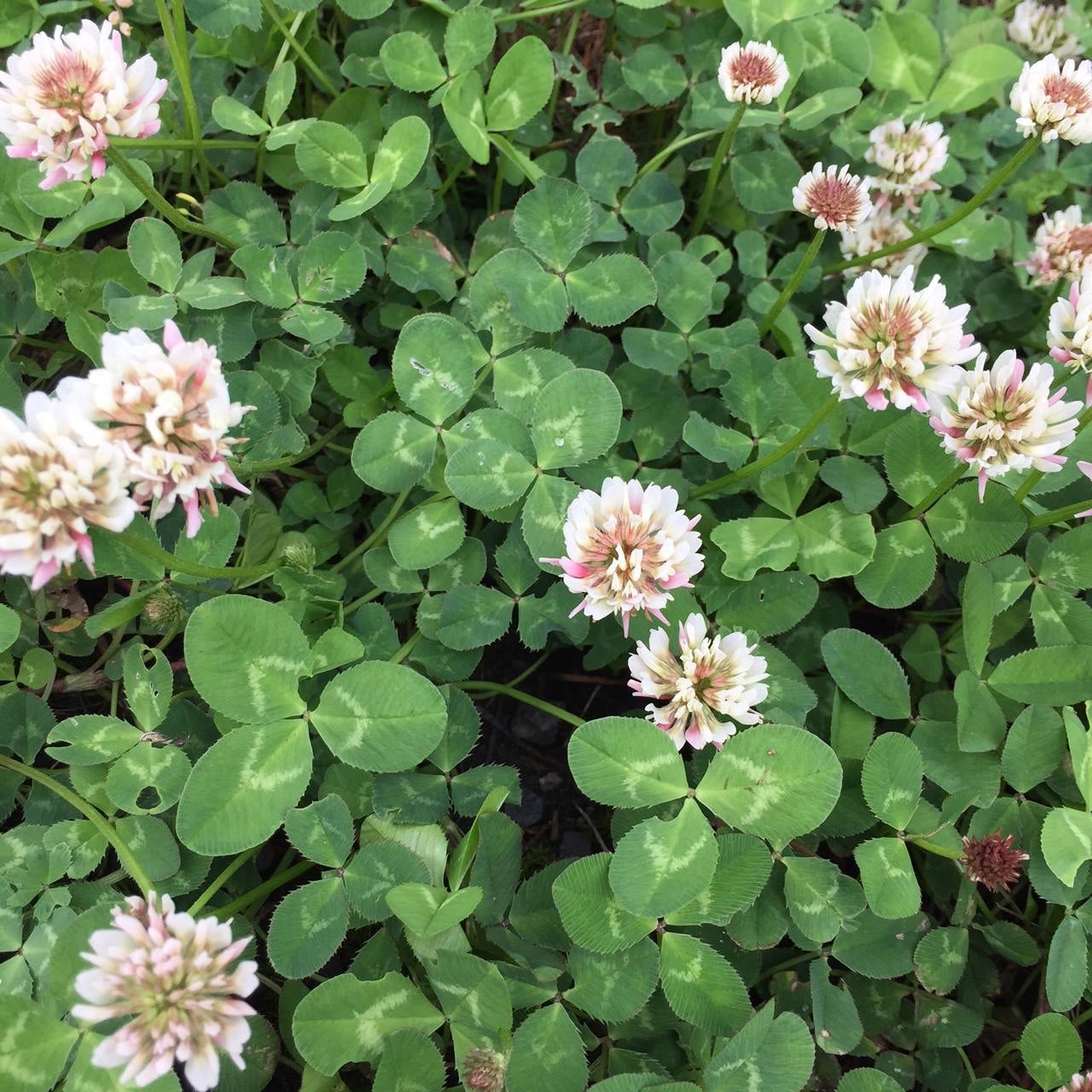 Garden Sprinkles | Good Luck Clover