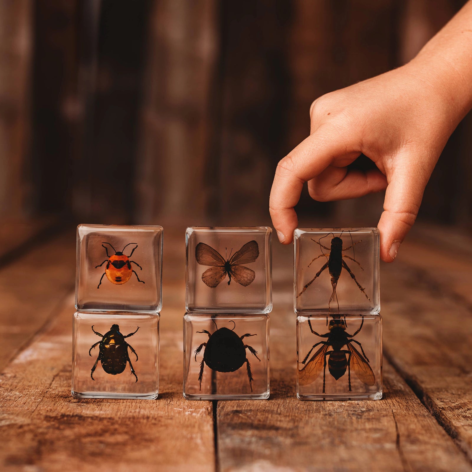 Investigative Insects Specimen Set