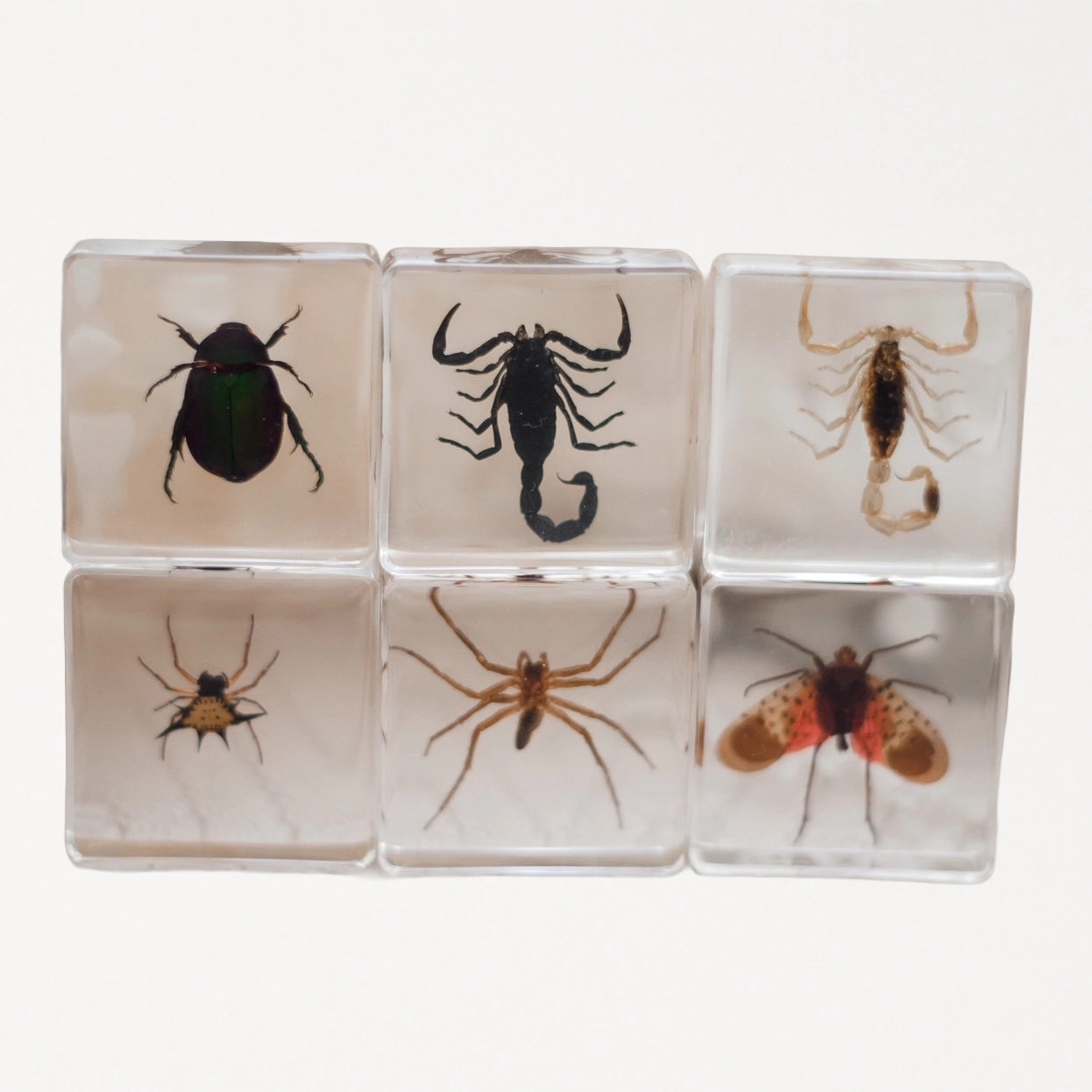Creepy Crawlers Specimen Set Our Earth Life