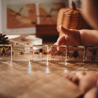 Creepy Crawlers Specimen Set Our Earth Life