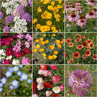 Garden Sprinkles | Honeybee Seed Mix