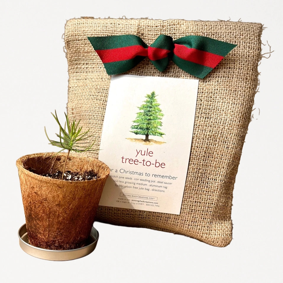 Christmas Tree to Be Potting Shed Creations, Ltd.