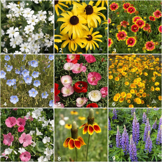 Garden Sprinkles | Wildflowers Seed Mix Potting Shed Creations, Ltd.