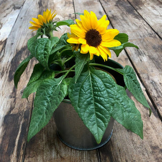Garden Sprinkles | Sunflower
