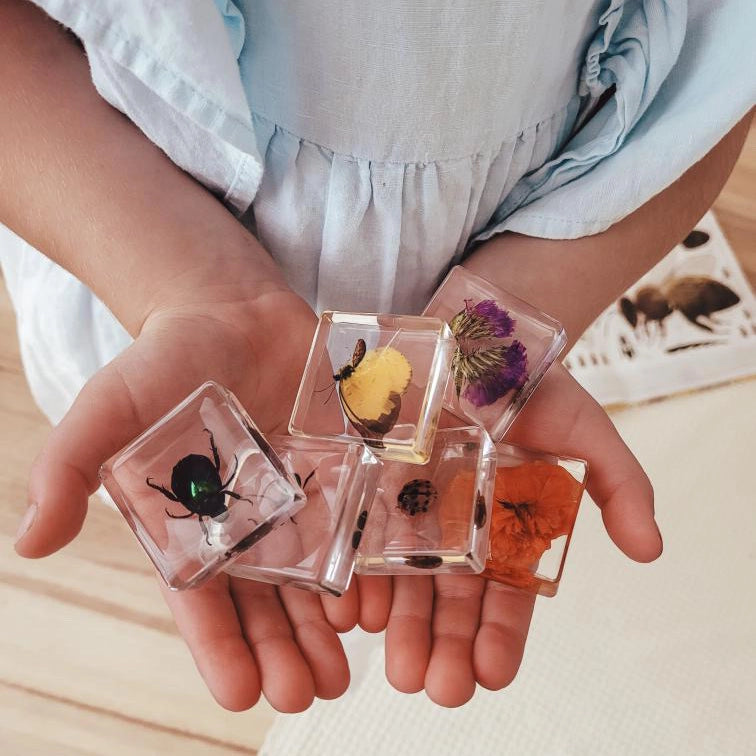 Pollinator Pals Bug Specimen Set Our Earth Life