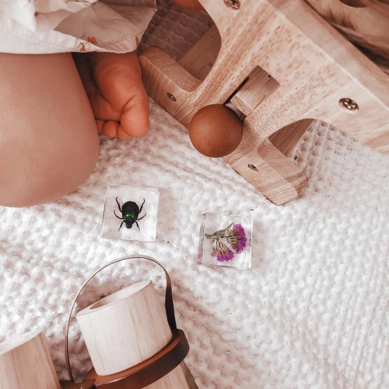 Pollinator Pals Bug Specimen Set Our Earth Life