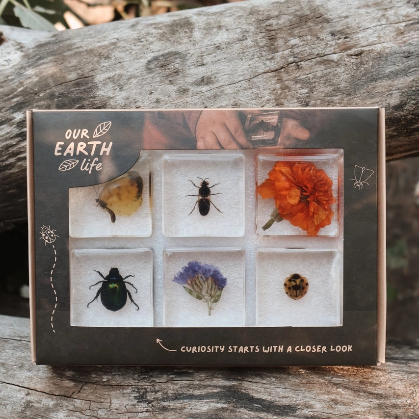 Pollinator Pals Bug Specimen Set Our Earth Life