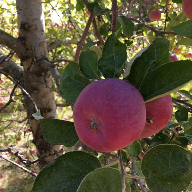 Apple Tree To Be Potting Shed Creations, Ltd.