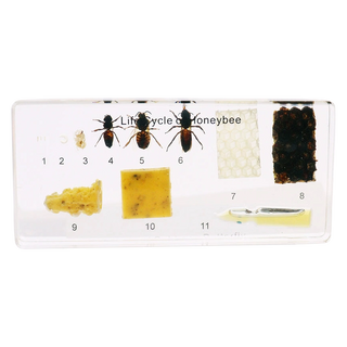 Honeybee Life Cycle Study