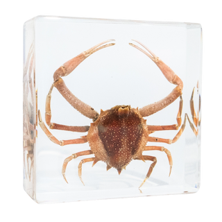 Crab Specimen Study