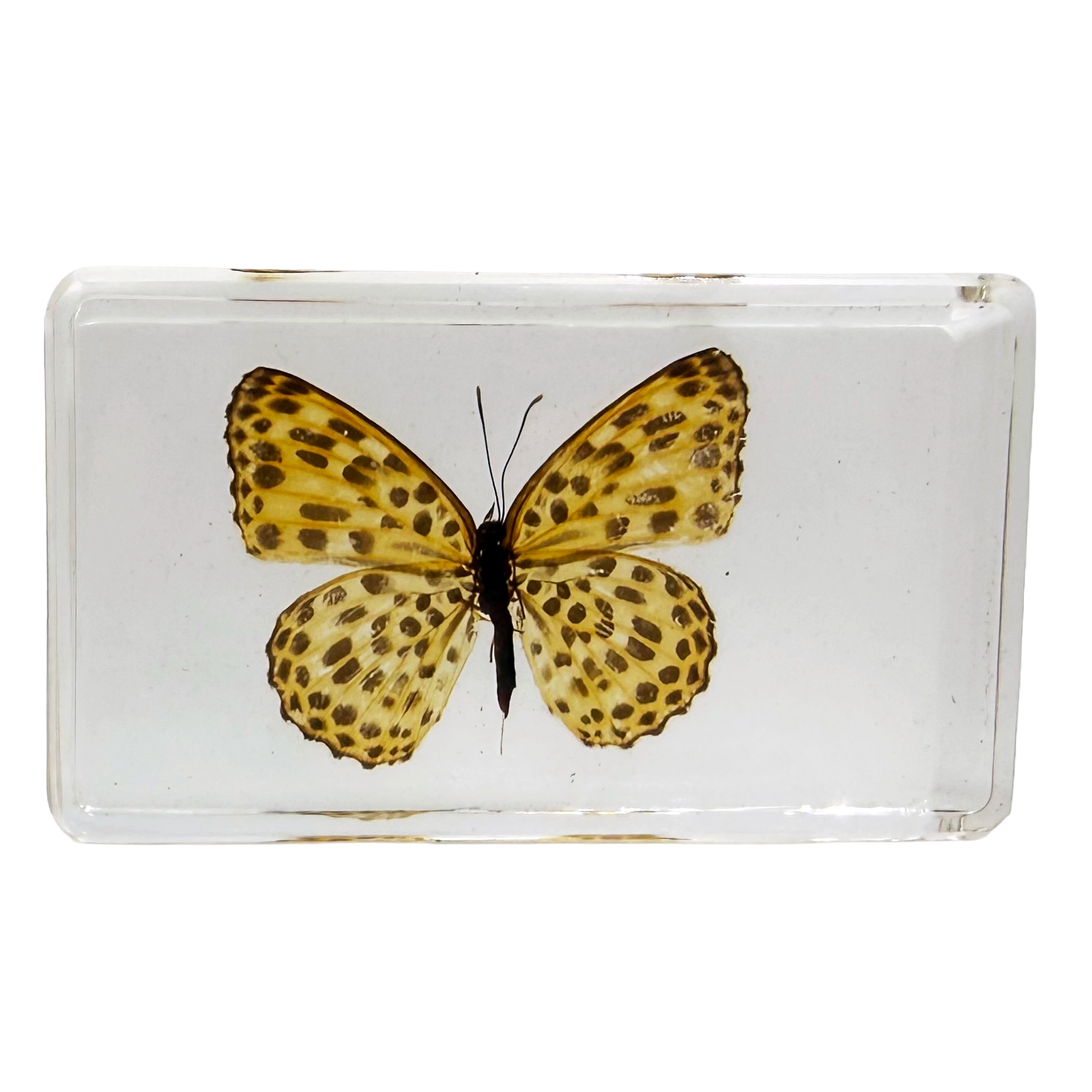 Leopard Butterfly Specimen