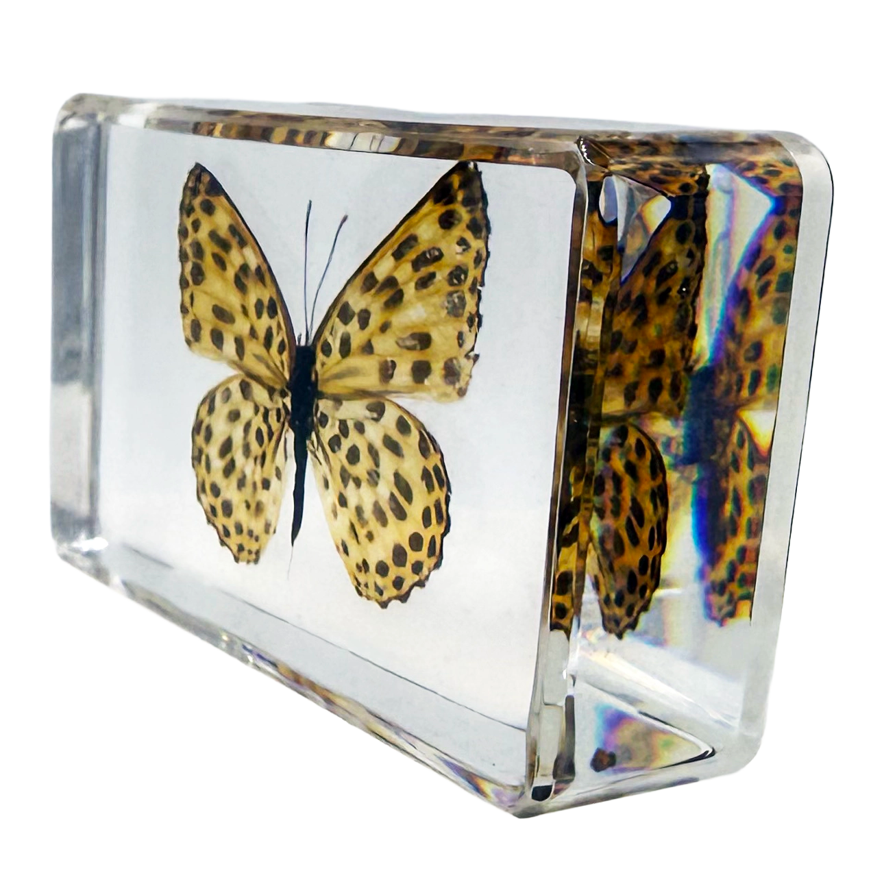 Leopard Butterfly Specimen