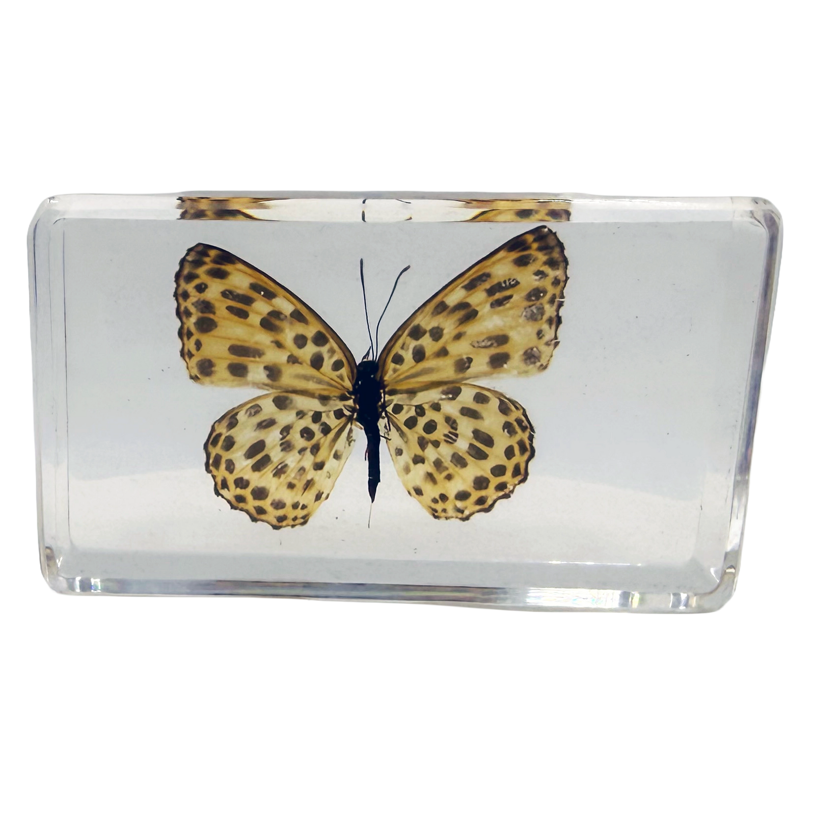 Leopard Butterfly Specimen