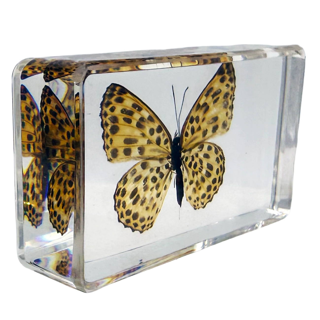 Leopard Butterfly Specimen