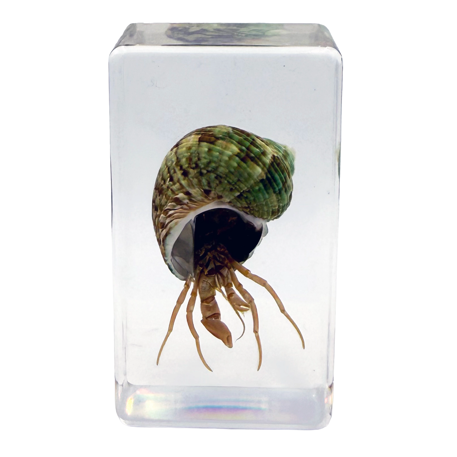 Hermit Crab Specimen