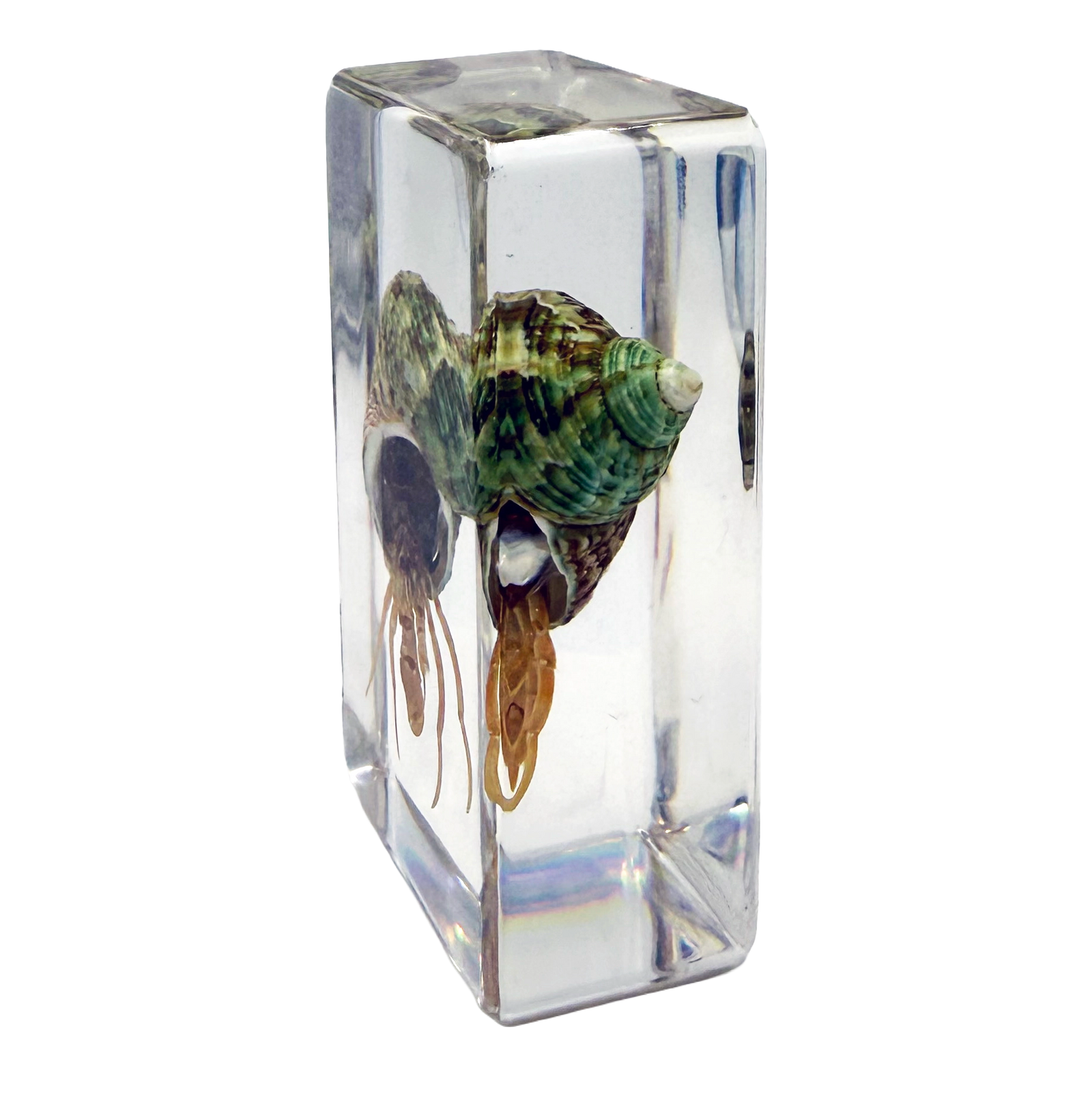 Hermit Crab Specimen