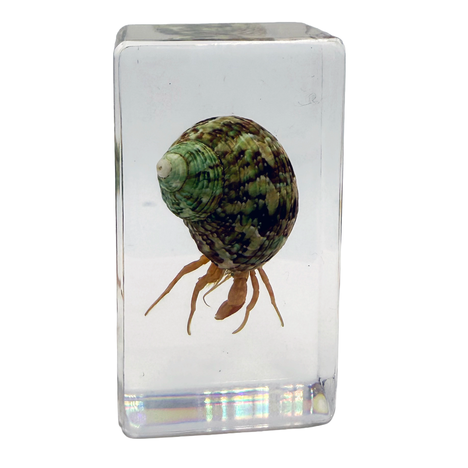 Hermit Crab Specimen