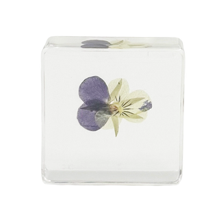 Pansy Specimen Study