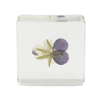 Pansy Specimen Study