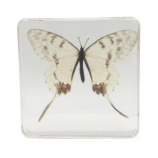 Swallowtail Butterfly Specimen Study