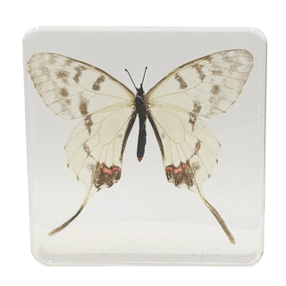 Swallowtail Butterfly Specimen Study