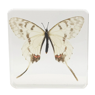 Swallowtail Butterfly Specimen Study