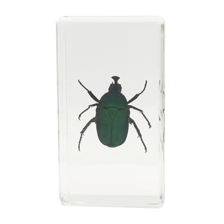 Chafer Beetle Specimen Study