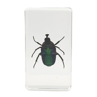 Chafer Beetle Specimen Study