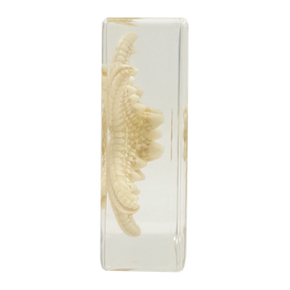 Starfish Specimen Study