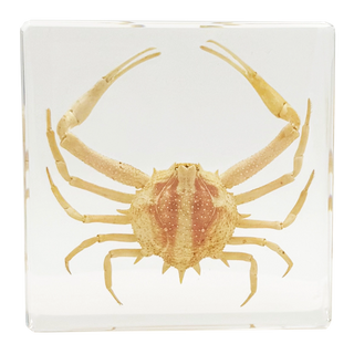 Crab Specimen Study