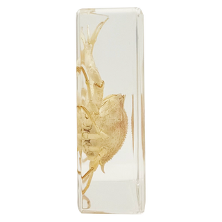 Crab Specimen Study