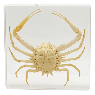 Crab Specimen Study