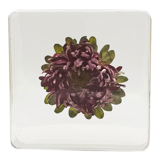 China Aster Specimen Study