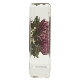 China Aster Specimen Study