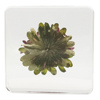 China Aster Specimen Study