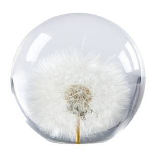 Dandelion Paperweight