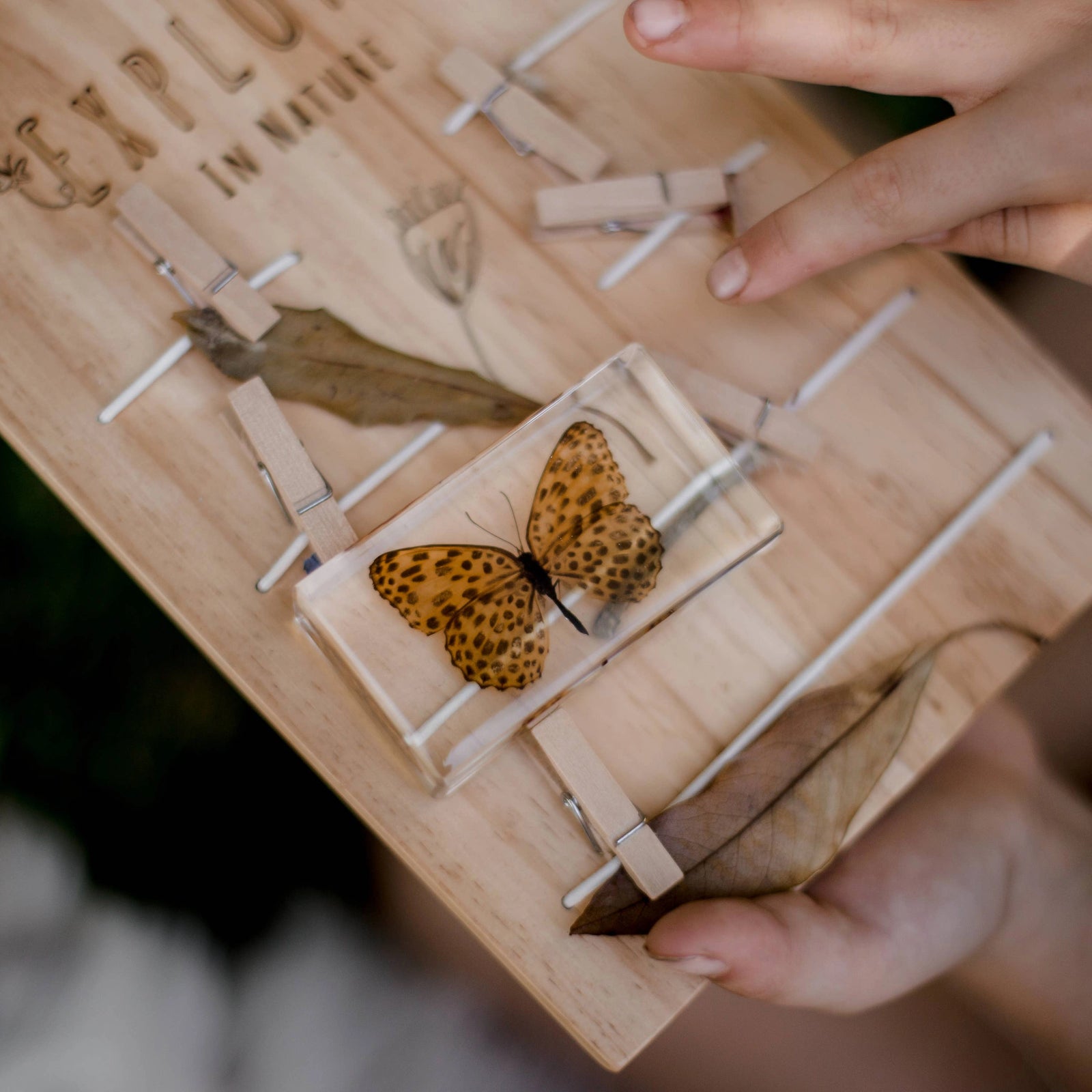 Leopard Butterfly Specimen