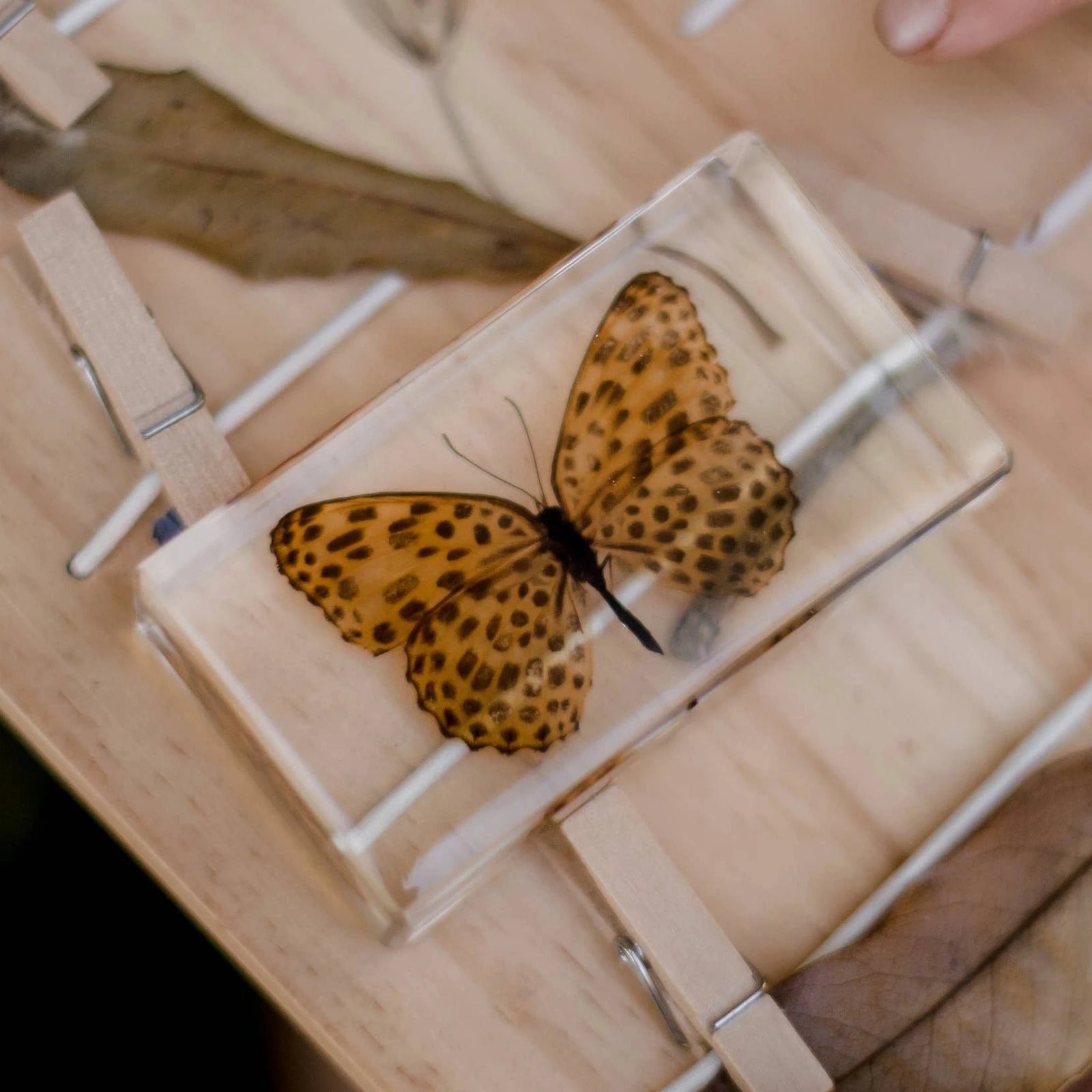 Leopard Butterfly Specimen